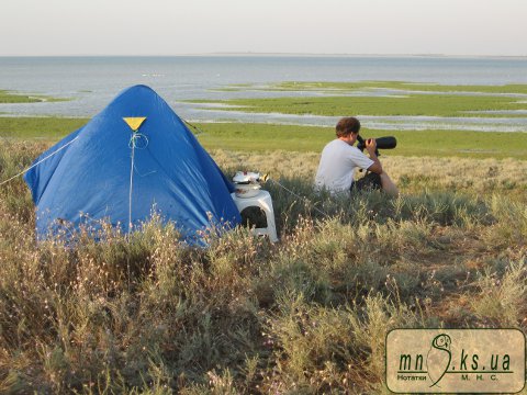 Облік птахів